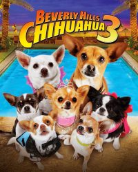 Những Chú Chó Chihuahua 3